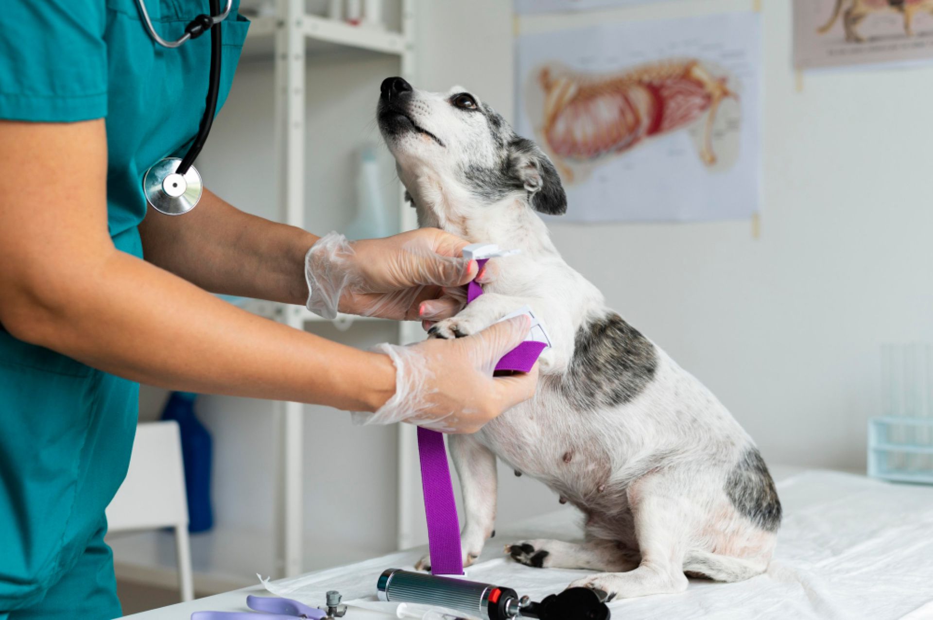Internação canina
